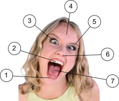 Image of a Human Head